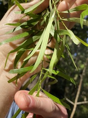 Daviesia arborea