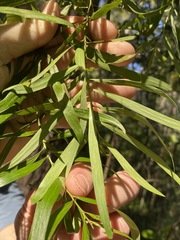 Daviesia arborea