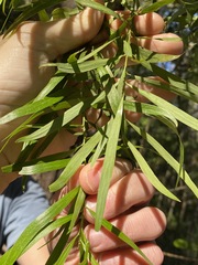Daviesia arborea