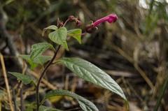 Burmeistera fuchsioides