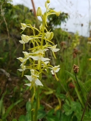 Platanthera chlorantha