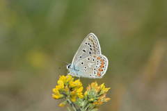 Polyommatus erotides