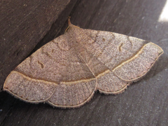 Paracolax trilinealis