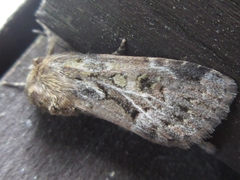Spodoptera depravata