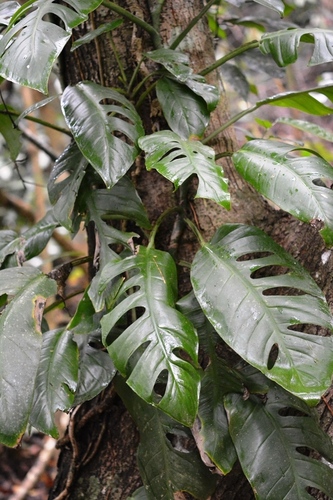 Monstera acuminata (Monstera acuminata)