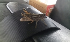 Arcyptera microptera