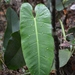Philodendron sagittifolium - Photo (c) Neptalí Ramírez Marcial, some rights reserved (CC BY), uploaded by Neptalí Ramírez Marcial