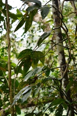 Philodendron tripartitum