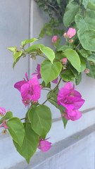 Bougainvillea