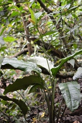 Spathiphyllum cochlearispathum