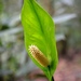 Spathiphyllum cochlearispathum - Photo (c) Neptalí Ramírez Marcial, some rights reserved (CC BY), uploaded by Neptalí Ramírez Marcial