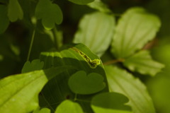 Synchysa tricincta