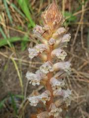 Orobanche picridis