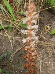 Orobanche picridis