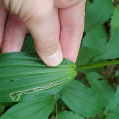 Synchysa tricincta