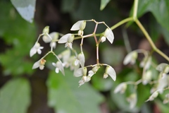 Begonia glabra