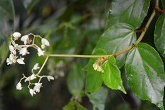 Begonia glabra