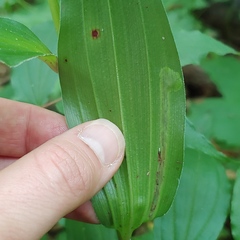 Synchysa tricincta