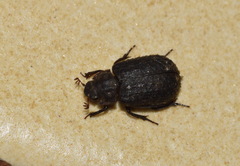 Trox scaber