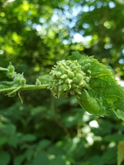 Celticecis celtiphyllia