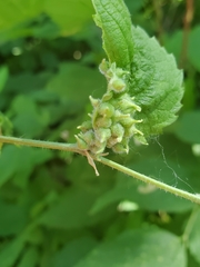 Celticecis celtiphyllia