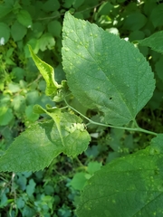 Celticecis celtiphyllia