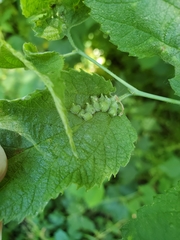 Celticecis celtiphyllia