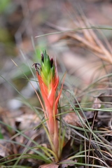 Tillandsia punctulata