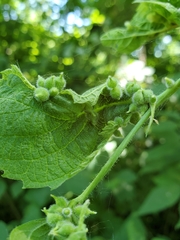 Celticecis celtiphyllia