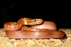 Boaedon fuliginosus