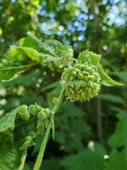 Celticecis celtiphyllia