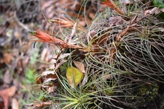 Tillandsia punctulata