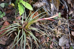 Tillandsia tricolor