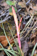Tillandsia tricolor