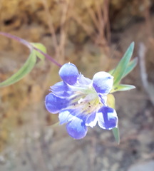 Gentiana laevigata