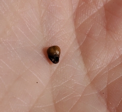 Philonix fulvicollis