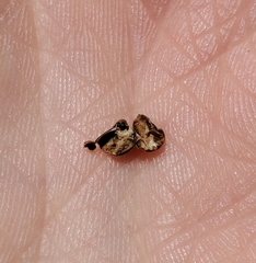 Philonix fulvicollis