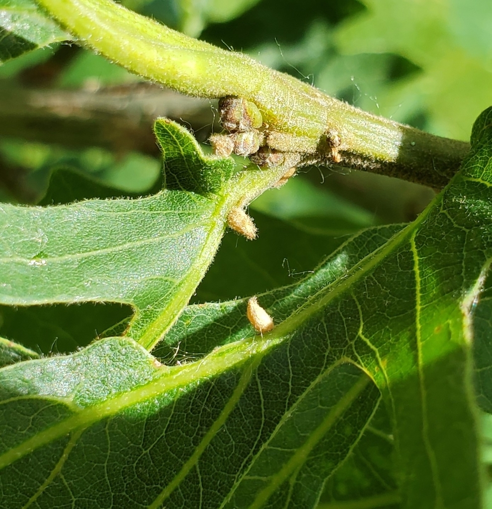 Neuroterus dubius