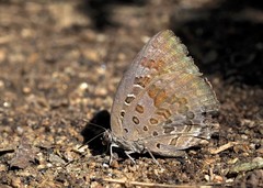 Arhopala amantes