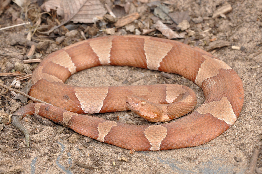 Broad-banded Copperhead