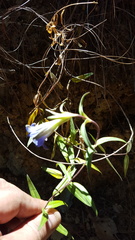 Gentiana laevigata
