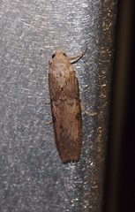 Lamoria adaptella