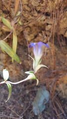 Gentiana laevigata