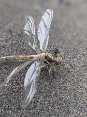 Stylurus amnicola