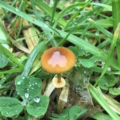 Pholiotina gracilenta