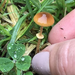 Pholiotina gracilenta