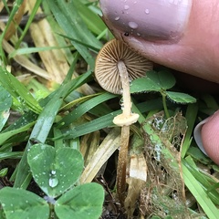 Pholiotina gracilenta
