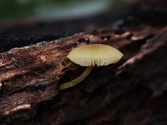 Pluteus hubregtseorum