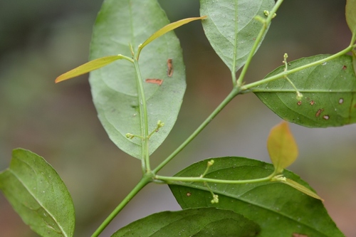 Crossopetalum parviflorum (Crossopetalum parviflorum)