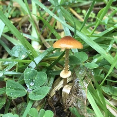 Pholiotina gracilenta